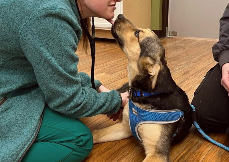 Carousel Slide 3: Green Bay Dog Veterinarian